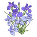 ÃÅ¸ÃÂµÃâ¡ÃÂ°ÃâÃÅcomposition of purple and blue irises